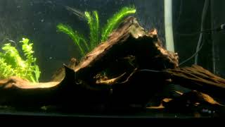 アロワナ水槽を流木レイアウトしてみよう 紅龍 過背金龍 アロワナ飼育 スポッテッドガー アルビノセネガルス レッドゲオファーガス Arowana Youtube