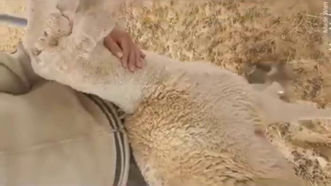 اقوي خلطه للتخلص من الجرب (القوب)في الأغنام