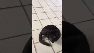 Aikido Cat doing rolls