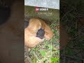 An interesting find #onthisday during my inspection. #homeinspector #homeinspection #cats #kitties