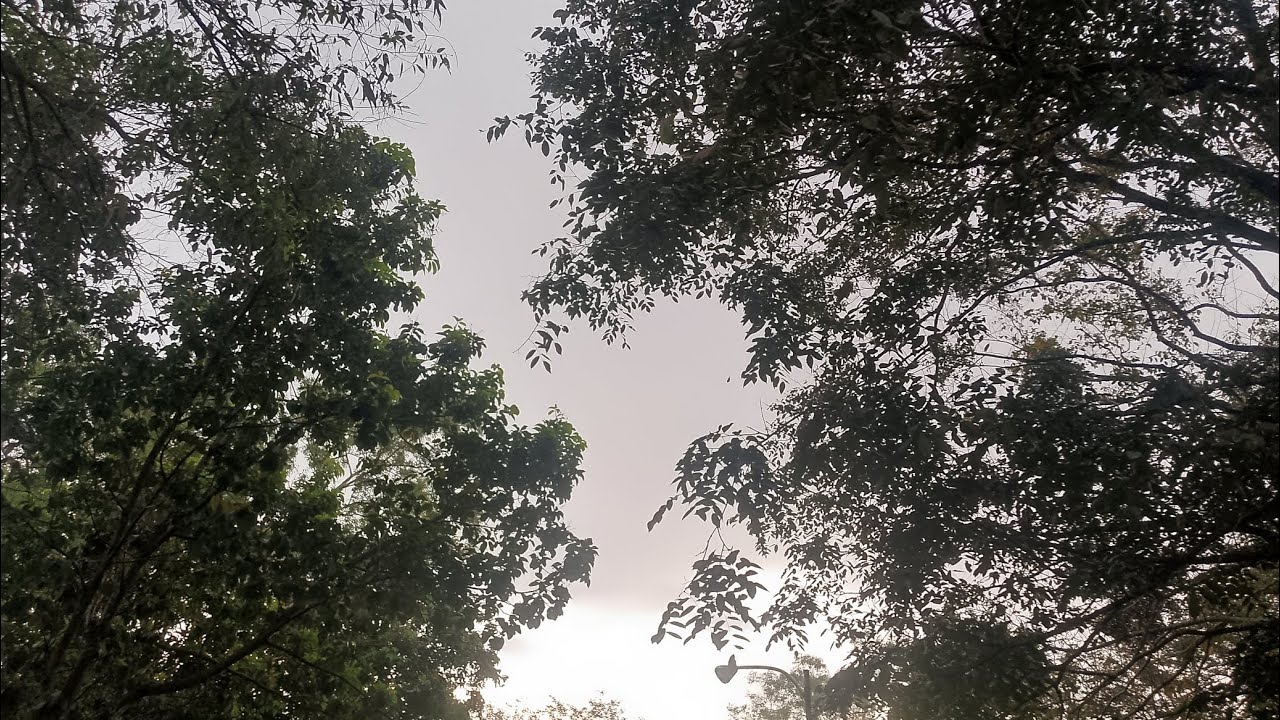 Природа любит тебя, птицы, животные, звуки дождя, шум дома на улице, удивительный Бог сотворил эт...