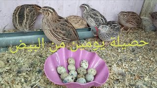 عندك سمان لايبيض إليك الحل+حصيلة يومين من البيض