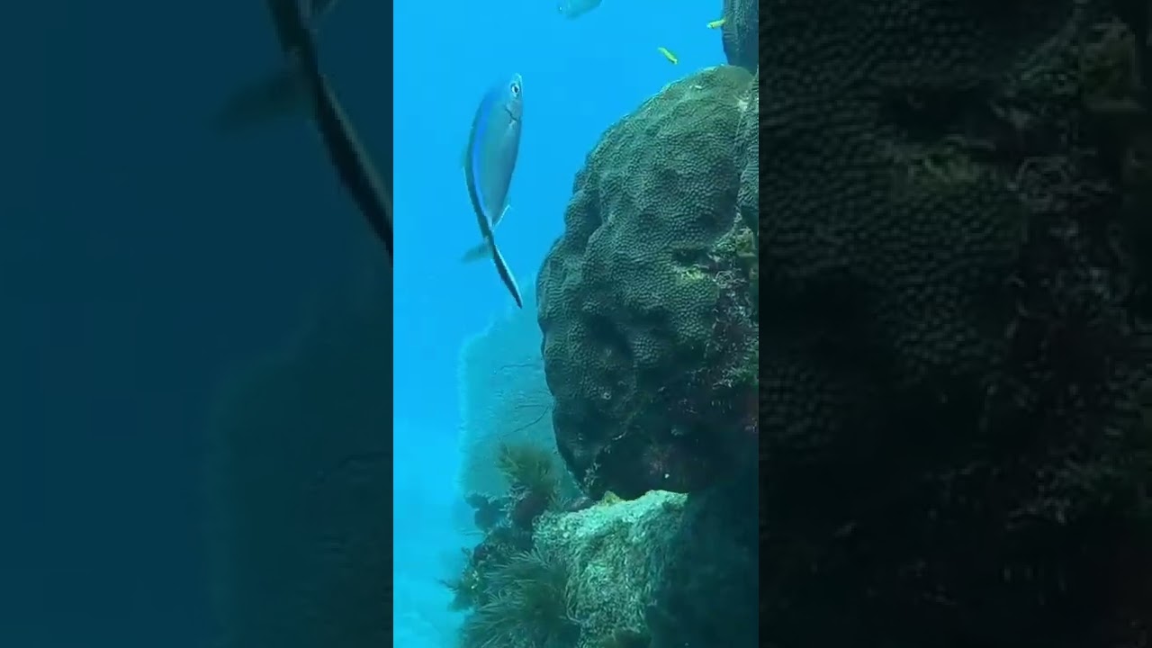 The BEST Diving in the USA?? 🤿