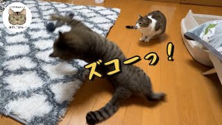 逃げるネコ hqdefault.jpg