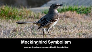 Mockingbird Symbolism