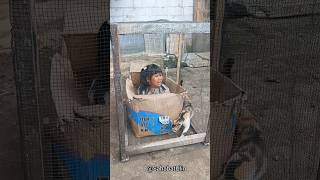 Petak Umpet Malah Masuk Kandang Kucing