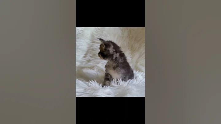 Video 2040251: mainecoon kitten, male mainecoon, kitten cutie