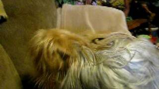 Static Dog!