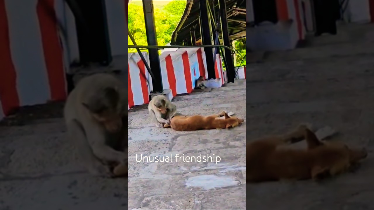 Unusual bonds! Monkey looking for lice from the sleeping dog!Trust and Comfort! 