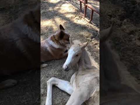 Rescue dog becomes Dad to orphaned foal