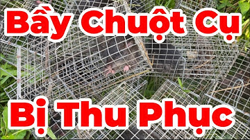 22/ Bẫy Chuột Cống Nhum Thu Phục Bầy Chuột CỤ, Bài Mồi Lúa Ngâm THÚI@Đờisốngmiềntây-i9l 