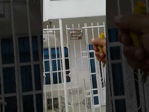 Mejor Canario De Cartagena Martin Elias Jn