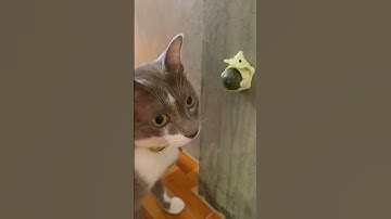 Trying catnip ball #cat #cute #funny #cutecat #animals #pets #catnip