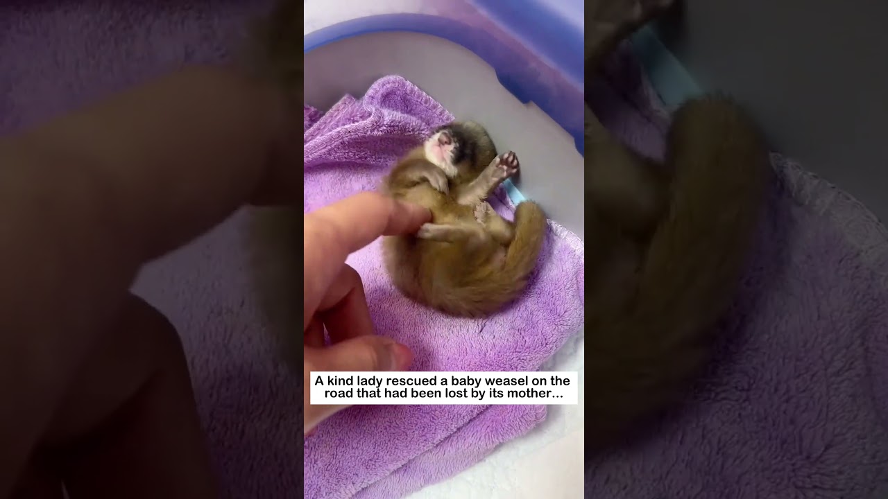 Rescuing a weasel pup #wildliferescue #animals #lovestory #pets #cute #rescue #weasel #love