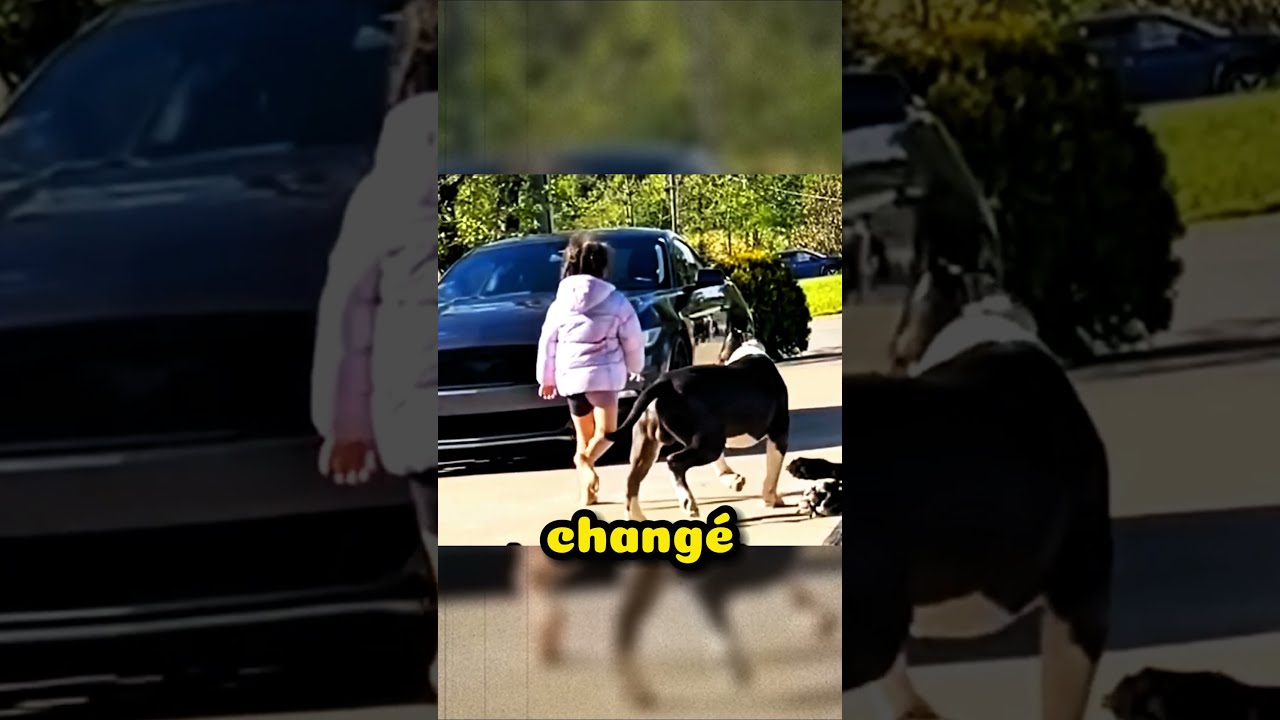 CES CHIENS SONT DRESSES POUR PROTEGER LES ENFANTS DE LEUR MAITRE 