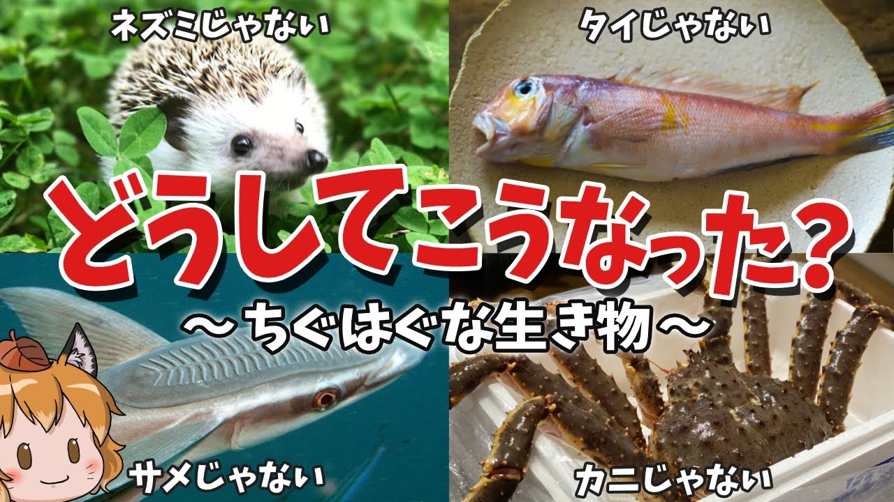 【意味不明】○○じゃない生物！名前と分類がちぐはぐな生き物8選