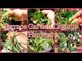Organic Vegetables Harvest 😍🌶|| Terrace Garden Ideas|Indian Gardening arrangement ideas|Happy Garden