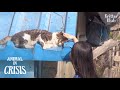 Miracle Happened To Cat Injured By Snare After Meeting A Kind Girl(Part 2) | Animal in Crisis EP140