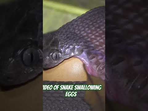 snake swallowing eggs#snake#egg eating #rarefootage#trend #shorts