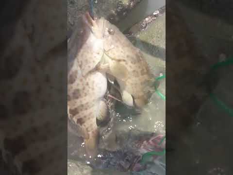 Gasss‼️Jangan Kasih Kendor#baramundifishing _Part 16