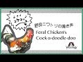 Feral chicken's Cook-a-doodle-doo / 野良ニワトリの雄叫び