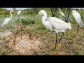 Bird Trap Technology - Awesome Quick Survival Snare Egret Bird Trap Work 100%