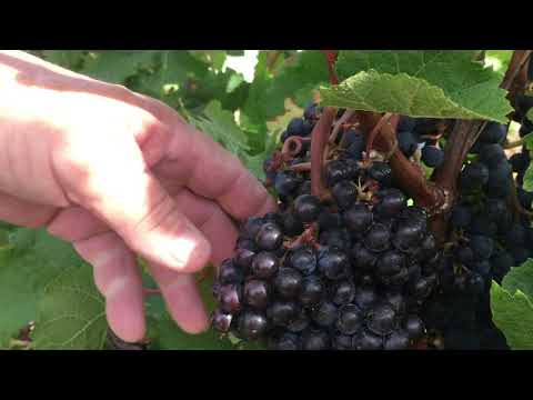 Comparison of Spur and Cane Pruning of VInes during Wine-Making