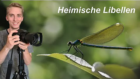 Wie sehen Kleine Libellen aus?