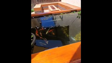 Lọc dàn mưa cho bể cá ngoài trời