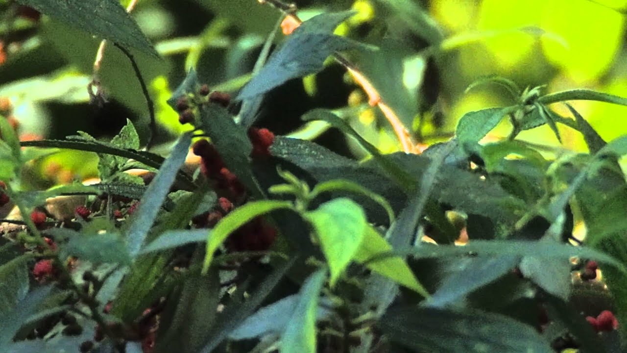 Takur Tohtor / Flame-fronted Barbet