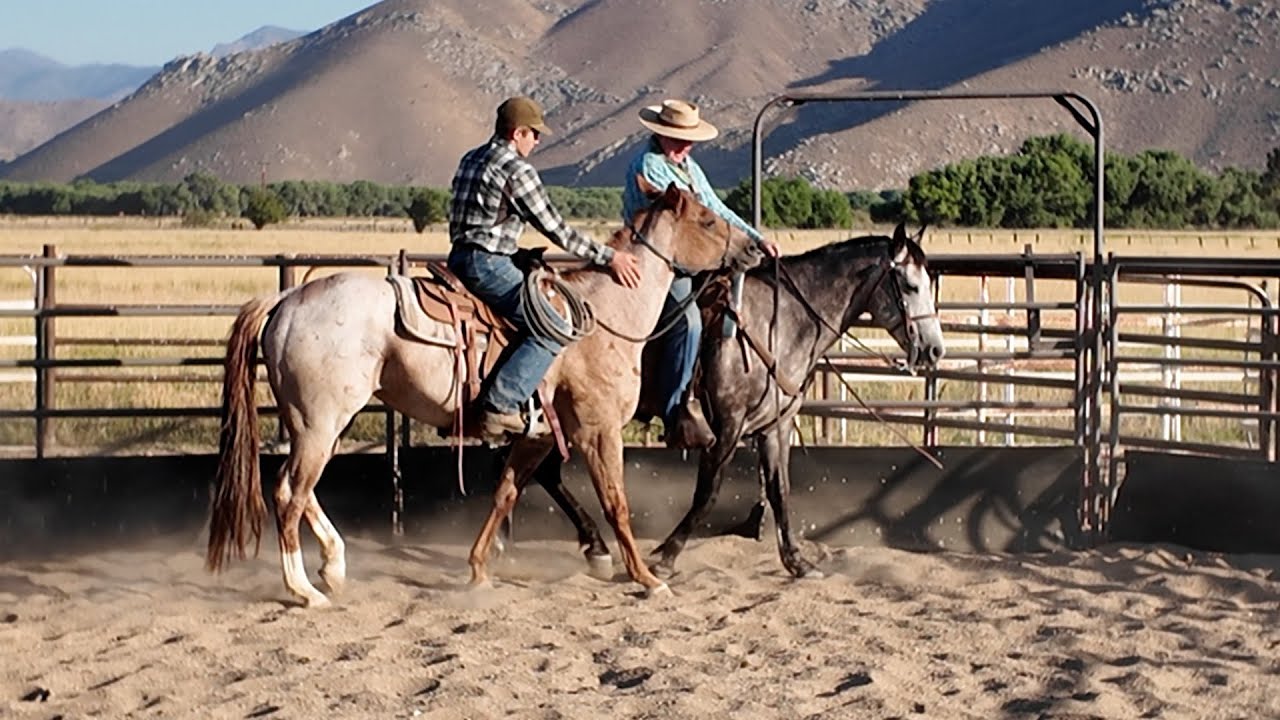 Putting the First Ride on Two Colts