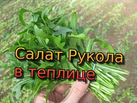 Video: Рукола: даамдуу жана пайдалуу