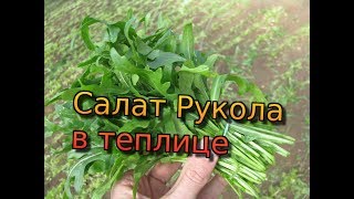 Салат рукола в теплице. Секреты выращивания руколы от фермера! Как выращивать руколу. Рукола