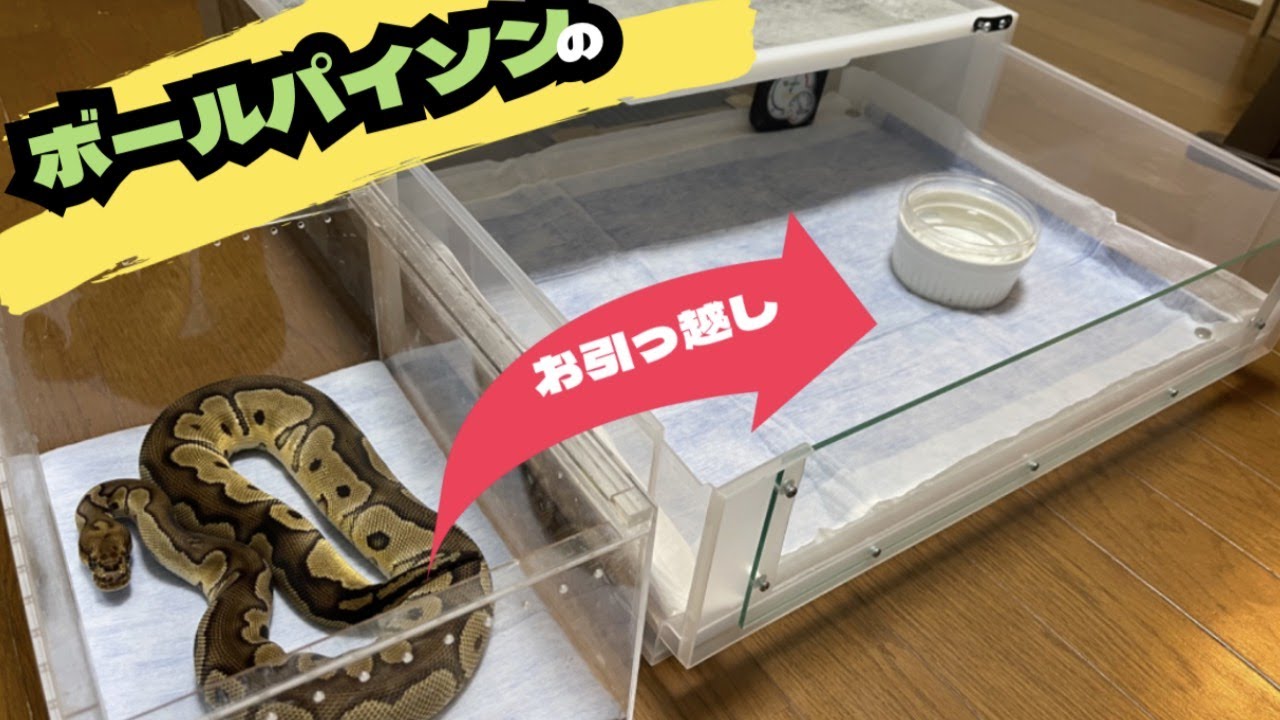 爬虫類ケージ　無印良品ケース改造　ボールパイソンやレオパ、アオジタ ボールパイソン】大きいケージへお引越し♪【無印良品】 - YouTube