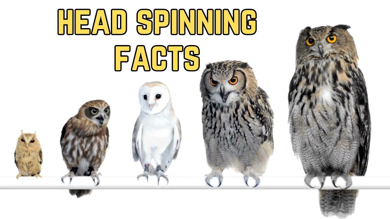 OWLS Can Almost Turn Their Heads 360 AnimalFacts YouTube owls-can-almost-turn-their-heads-360-animalfacts-youtube