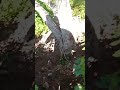رحمة الله وسعت كل شيء #الرحمن