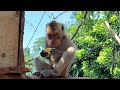 Anak Monyet Makan Pisang - Monkey Eating Banana Asmr - Monyet Arsantaka