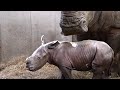 Rare baby Rhino footage | Rhino calf plays Inside Zoo Place - Rhinoceros