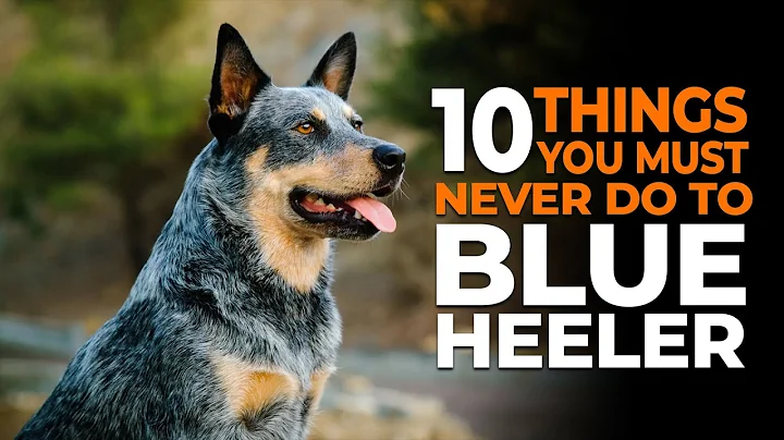 10 Things You Must Never Do to Your Blue Heeler