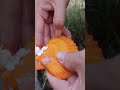 The treasure of faith, there are big pearls in the golden clam