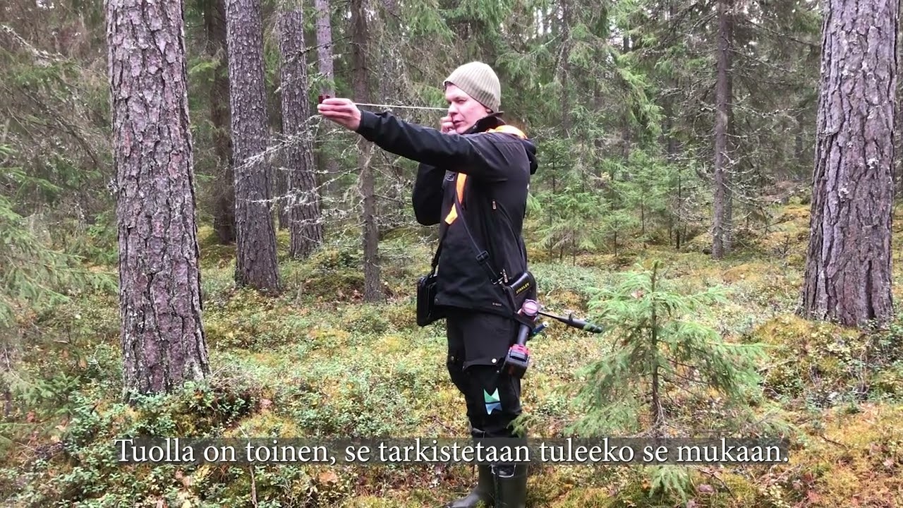 Miten Metsähallitus inventoi vanhan metsän kohteita valtion omistamissa metsissä?