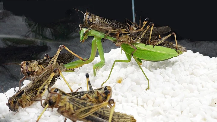 當螳螂遇到一群饑餓的蝗蟲，結局很意外！Praying mantis vs a group of hungry locusts - 天天要聞