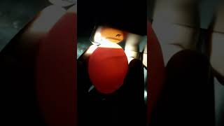 Chick Growth in Egg #Viral #Shorts