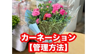 Care Guide] What to do when you receive a potted carnation - YouTube