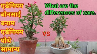 Adenium Bonsai vs Adenium plants normal/Adenium cares