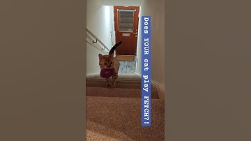 😲WOW!!!😲Does YOUR #cat play #fetch ?!😅🥰 #insta #kitten #bengalcat #trending #viralvideo #clevercats