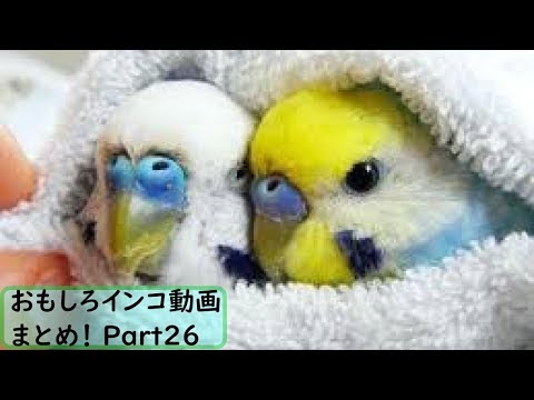 面白 インコ おもしろインコ動画まとめ 26 かわいい Youtube