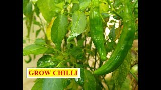 How to grow chilli(Step by step complete video)