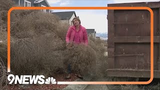 Utah neighborhood overrun by tumbleweeds