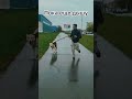 #жизнь #счастье #спокойствие #собака #спорт